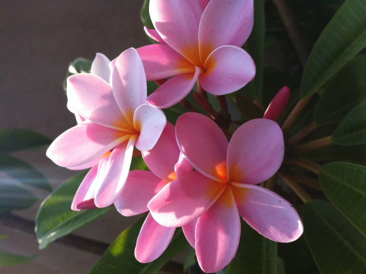 three pink flowers that are blooming on a plant