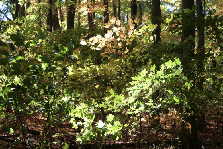 a forest has lots of leaves and trees