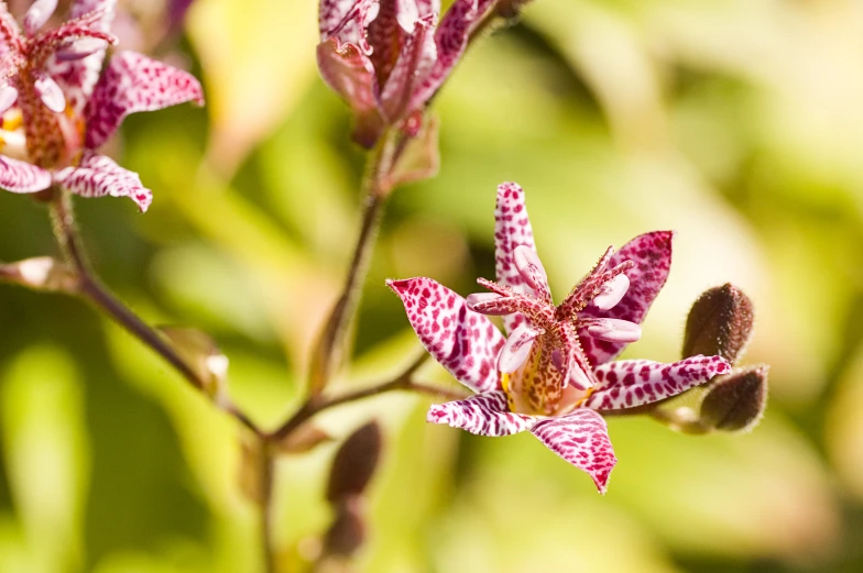 pink flowers with spots of red and white