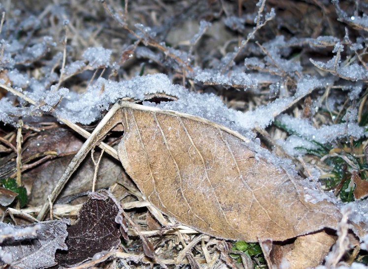 a bug crawling on the ground on a leaf