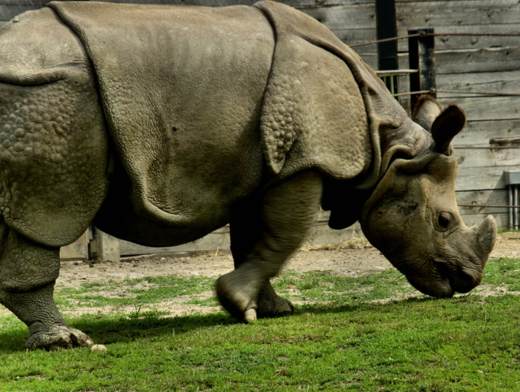 the rhino is standing alone on the grass