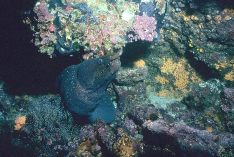 a black fish that is sitting on the ocean floor
