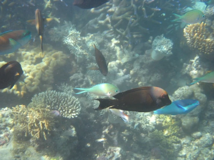 a group of fish swim near a coral reef