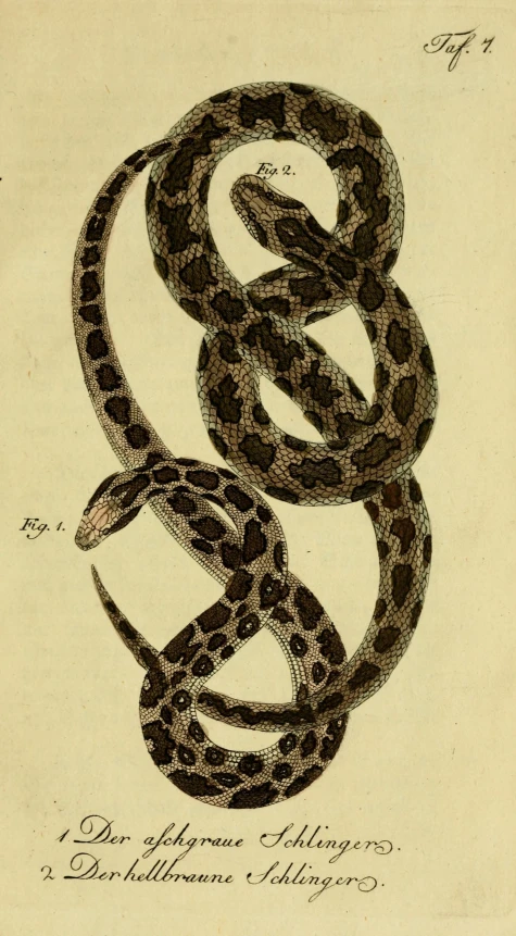 a black and brown snake on cream background