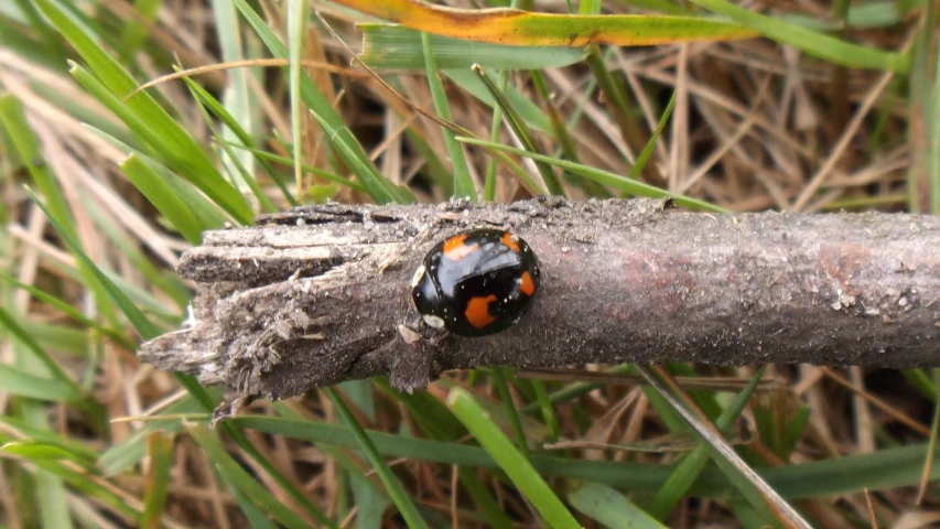 the ladybug is sitting on a tree nch outside