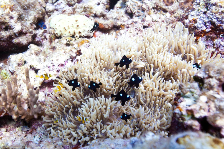 a coral with lots of black balls on it