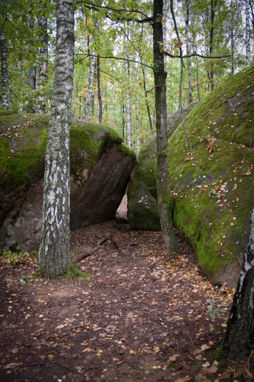 a couple of trees with green grass and rocks in the forest