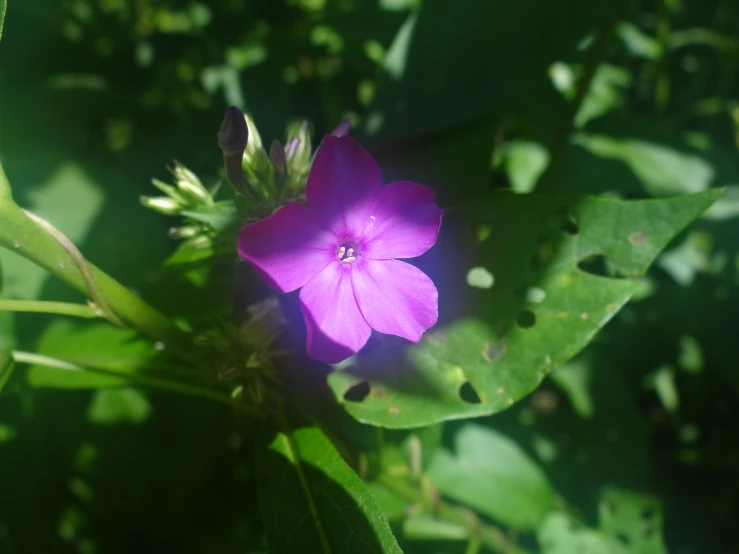 a close - up of a purple flower in the sunlight