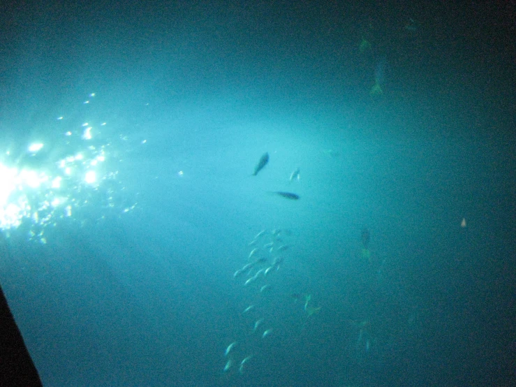the underwater view of blue water with fish below