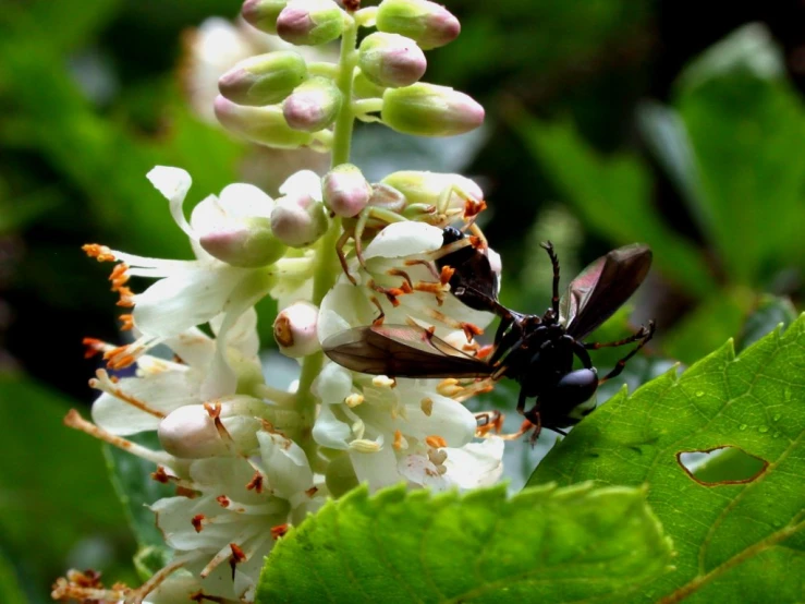 a bug with big horns is in some white flowers