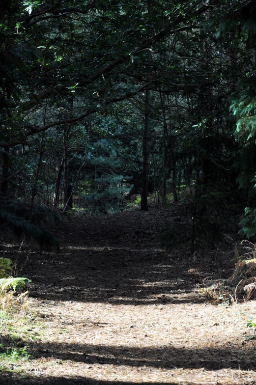 a horse standing in the middle of a forest