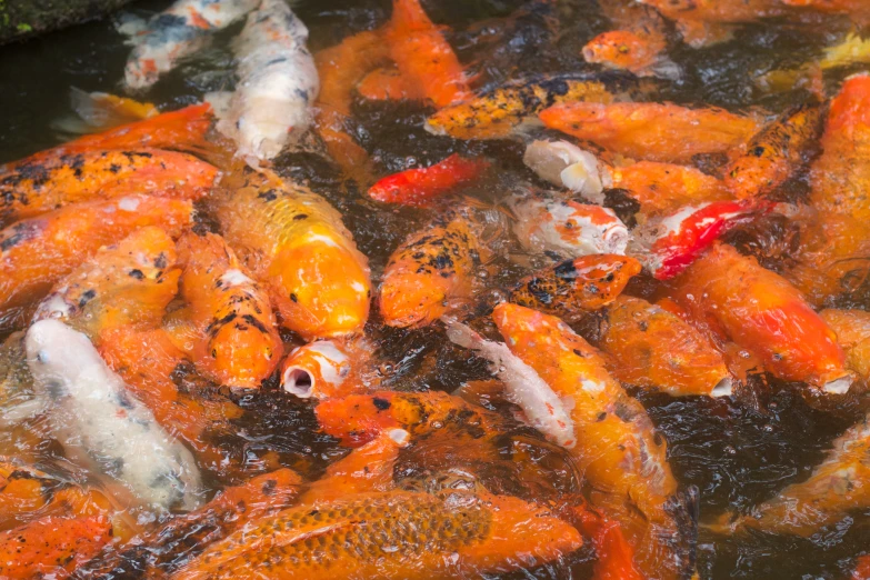 group of koi carps in a pond, some swimming