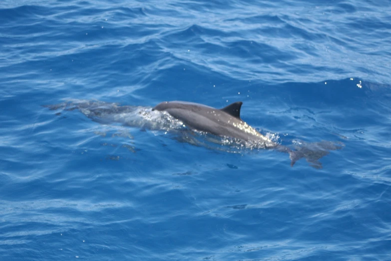 a dolphin swimming in the ocean with a fish in its mouth