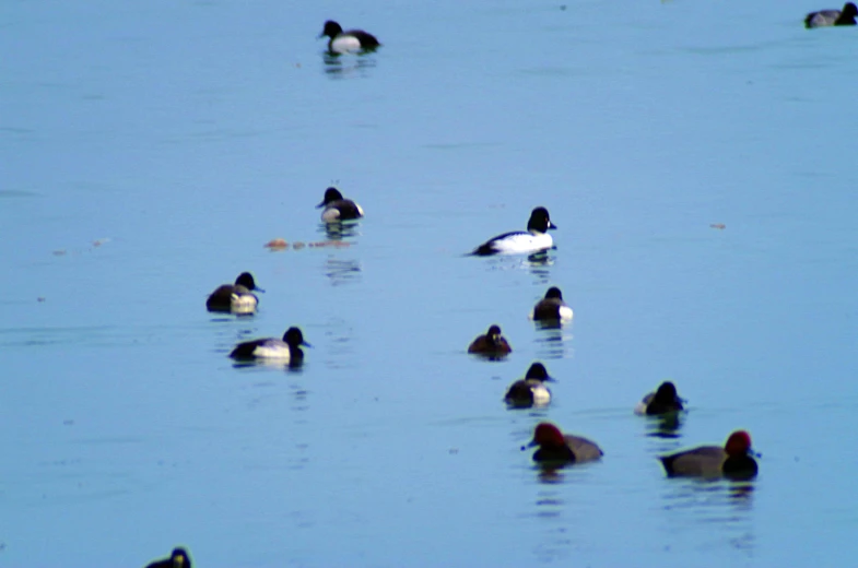 a bunch of birds are standing in the water