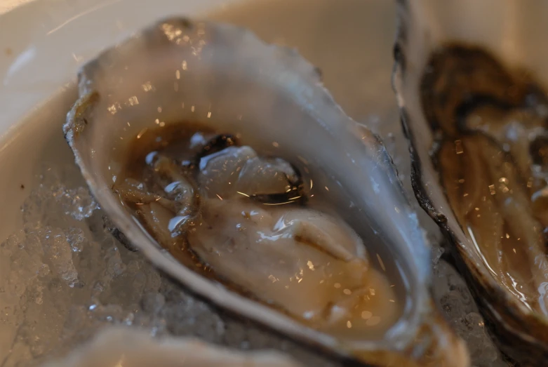 oysters are sitting on a silver bowl with ice