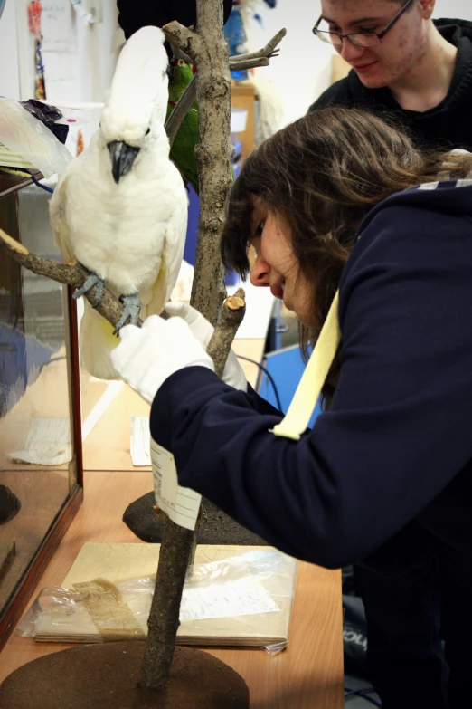 an image of a bird in the middle of a display