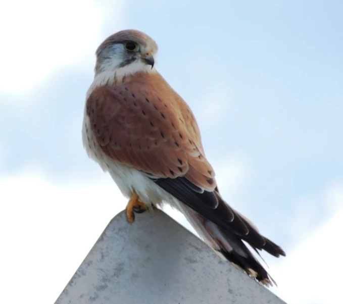 the brown and white bird has orange legs