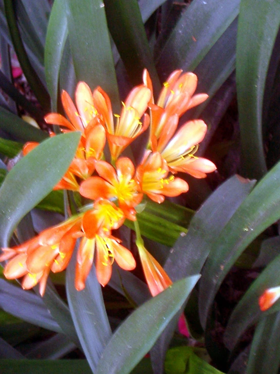 a plant with several orange flowers on it