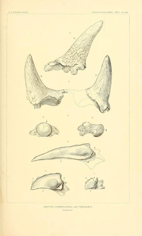 a diagram of a shellfish in a print