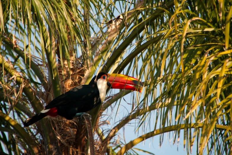 a colorful bird sitting on top of a palm tree