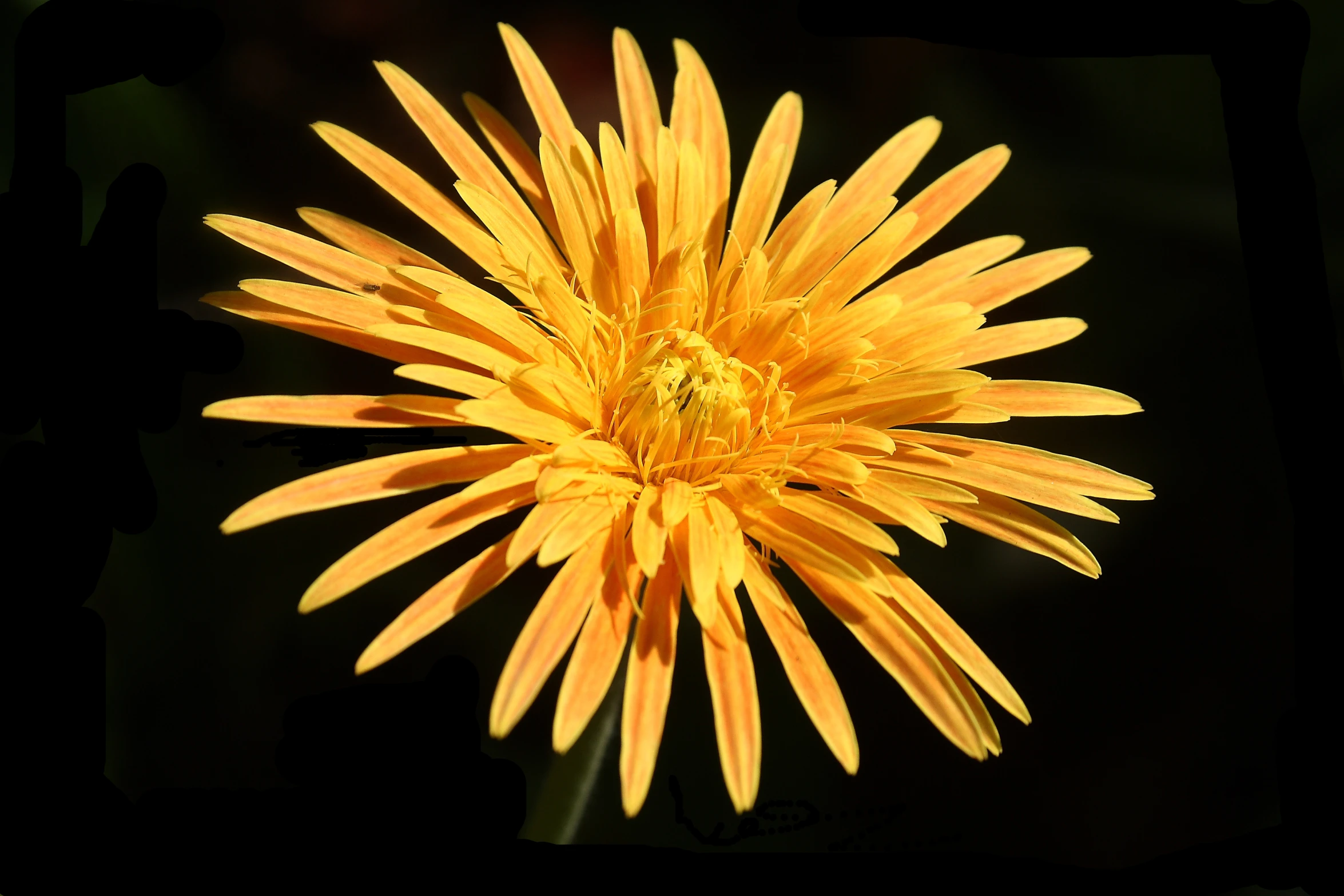 an unusual looking flower with its petals turned back to the camera