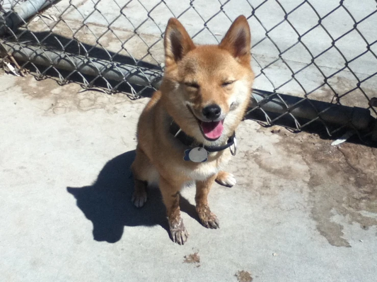 a happy looking brown and white dog sitting on a concrete surface