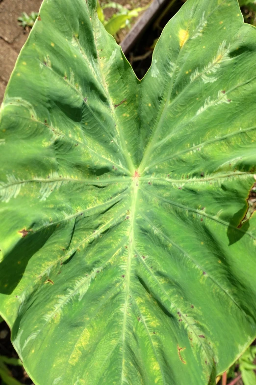 a large leafy plant with a yellow spot in the center