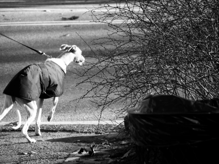 a horse wearing a covering on its back and a leash