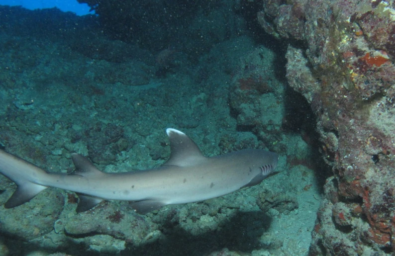 a large black and white shark swimming by some corals