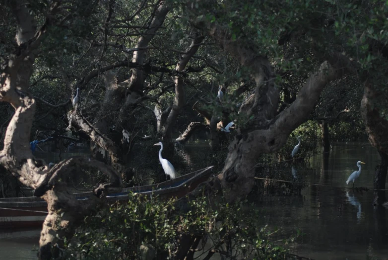 many white birds are sitting in the water