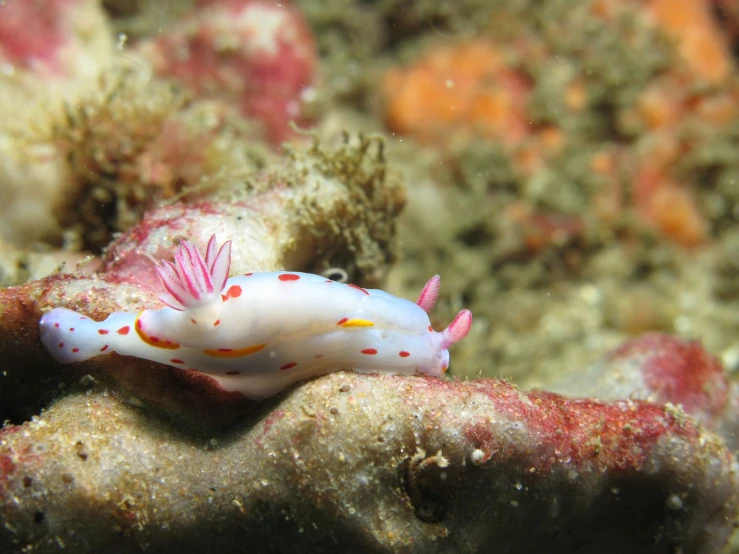 an underwater squid is floating on top of a coral