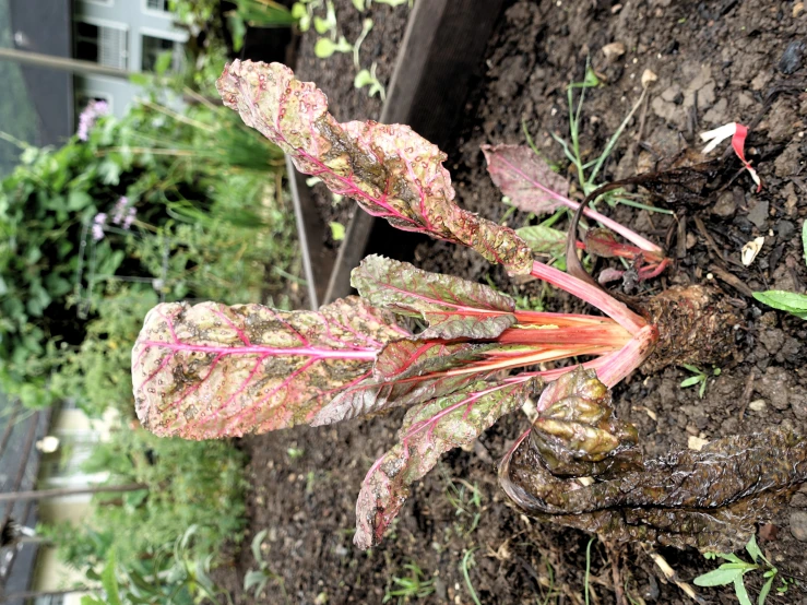 plant in dirt, outside of house next to flower