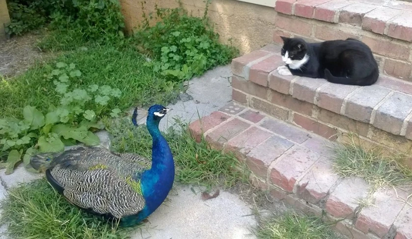 a black cat is sitting on the steps next to a peacock