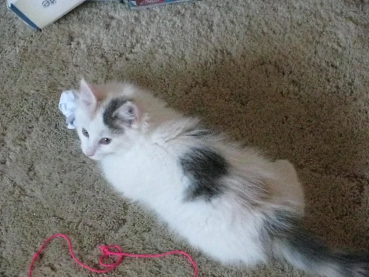 a grey and white kitten is playing with a pink ball