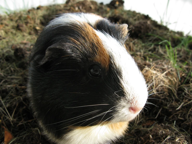 the guinea is lying on its side in the grass