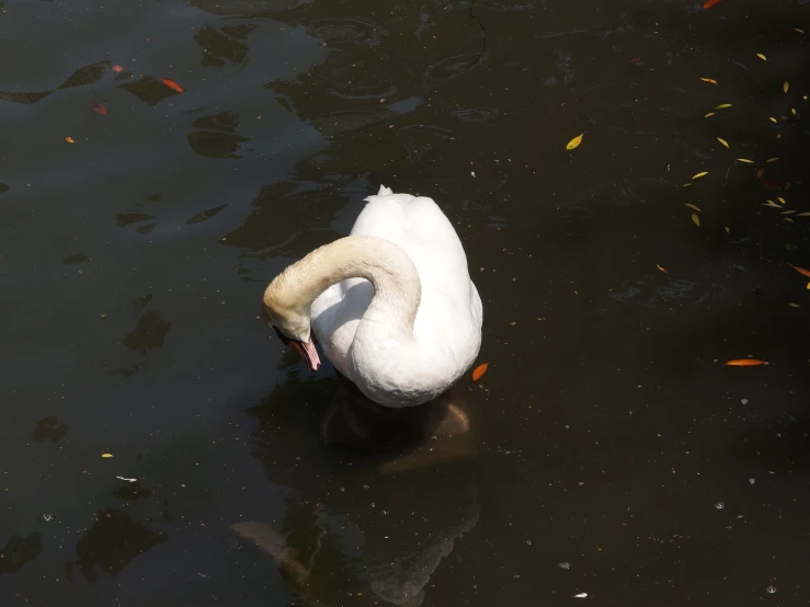 a swan on water with fish and leaves in its beak