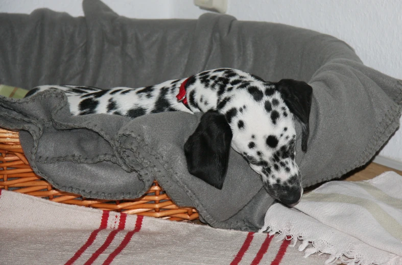 dalmatian dog asleep in a gray and black pillow