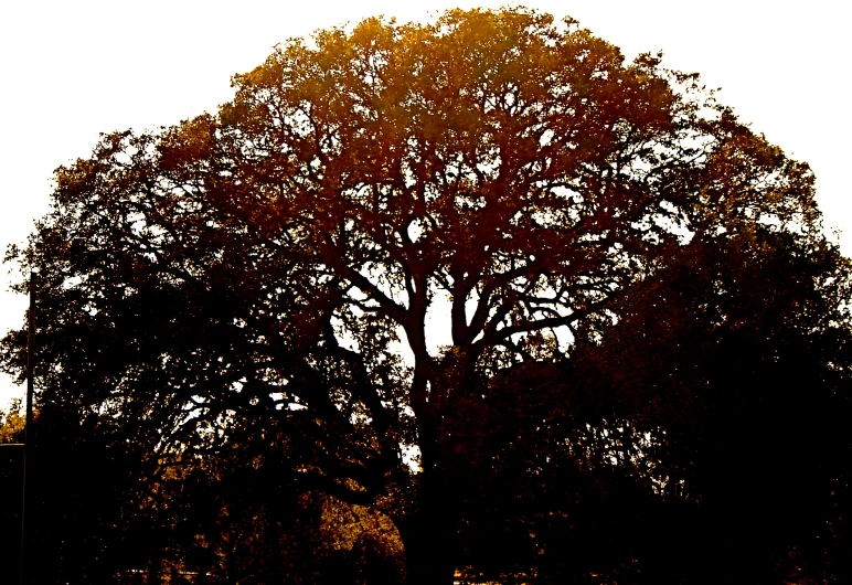 silhouette of trees with tall nches against a sky