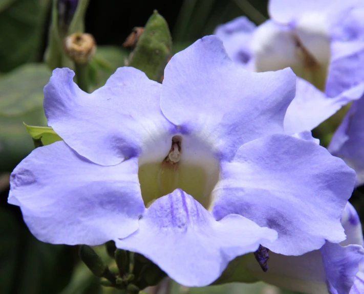 a purple flower with a very wide opening in its center