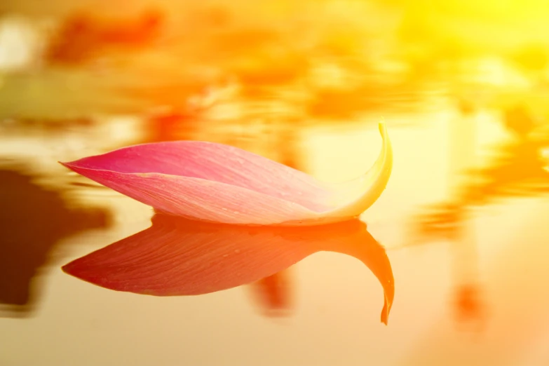 a flower on the water that has been pographed