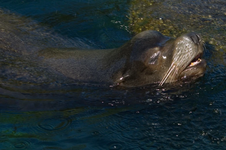 a seal swimming in the water next to itself