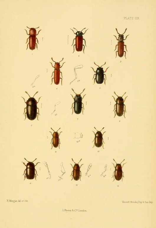 a collection of six bugs with their name, on them