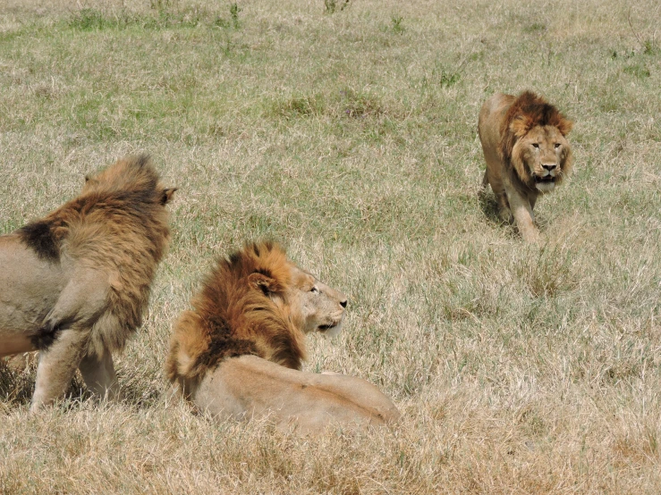 three lions are walking through the grass in an open field
