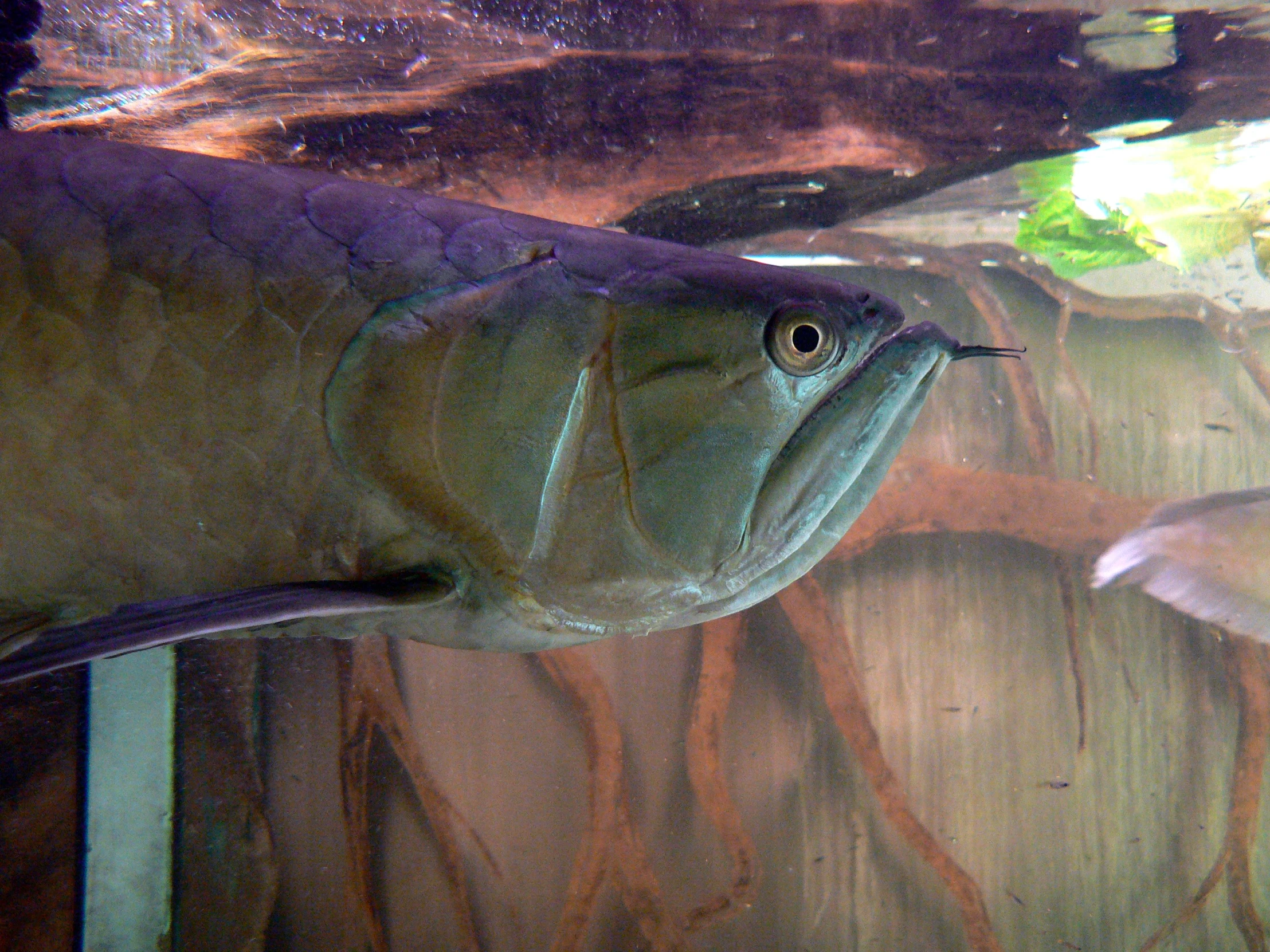 an open mouthed fish in a large tank
