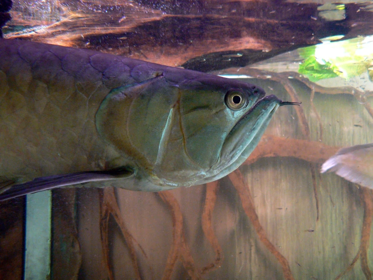 an open mouthed fish in a large tank