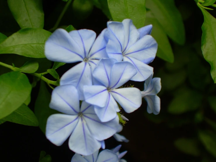 four blue flowers are pictured in this image