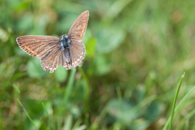 the small brown erfly is on top of a little flower