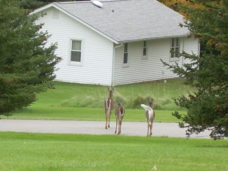 two deers walking across the road in front of a house