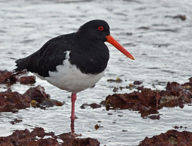 a black and white bird stands on the shore