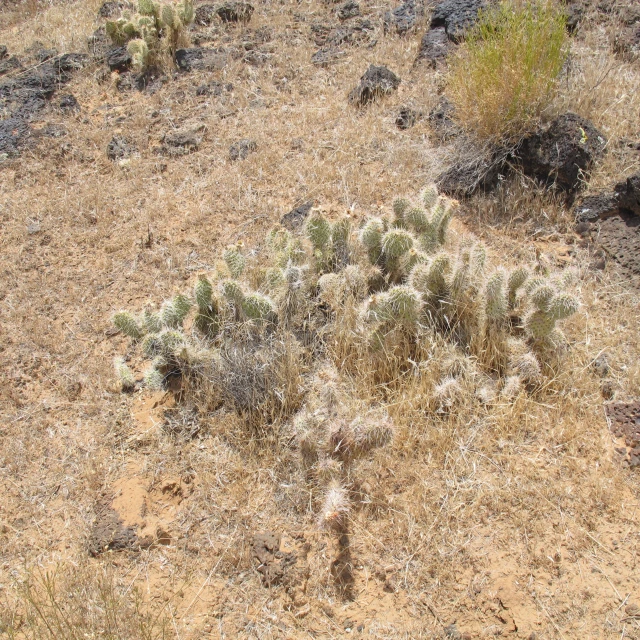 the desert is dry and has little vegetation